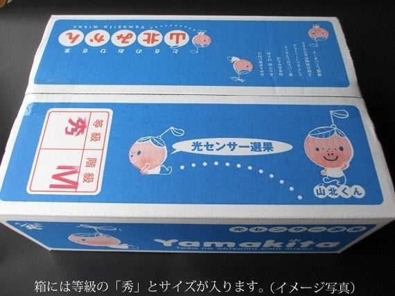 【送料込み】山北みかん Mサイズ秀品5kg