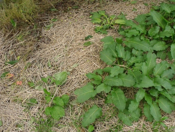 【送料無料※本州のみ※】農家直送 山形県産 さくらんぼ≪佐藤錦 500gバラ詰め≫Lサイズ