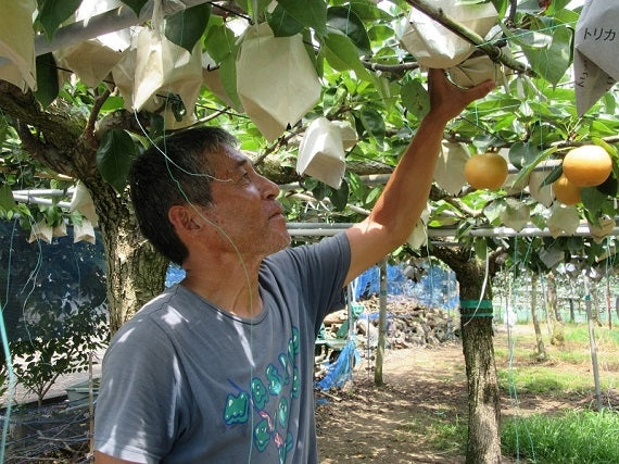 期間限定販売【送料込み】高知県 森沢農園あきづき梨 5kg(12玉から14玉)