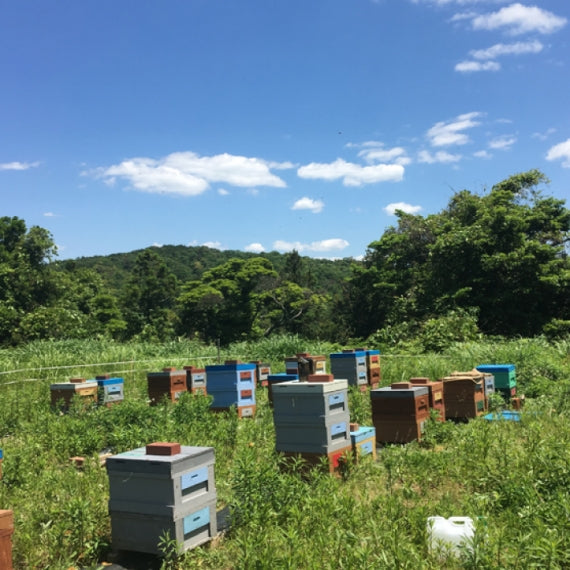 はちみつミカンと2種のはちみつ(3個セット)