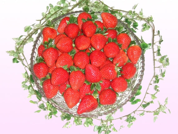 岡山県産 真っ赤な大粒いちご【1箱】(15個入り)★凝縮されたジューシーな美味しさが最高です!発送は11月下旬から