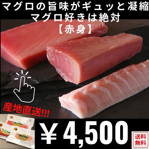 【送料無料】【産地直送】津軽海峡産・本マグロ