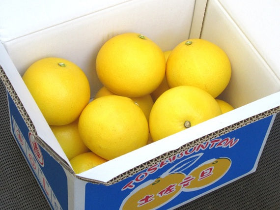 数量限定【送料込み】 宿毛産 吉村さんの土佐文旦 Lサイズ(5kg)