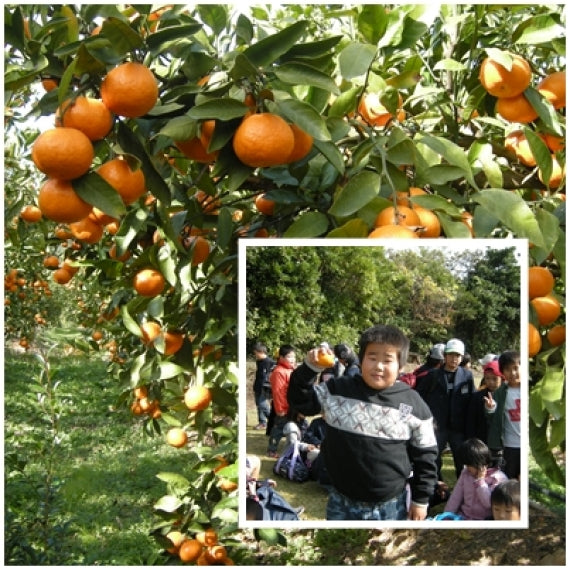 10/11より【わけあり家庭用】5キロ箱(送料無料一部地域を除く)特殊フィルム栽培の【龍馬マルチみかん】