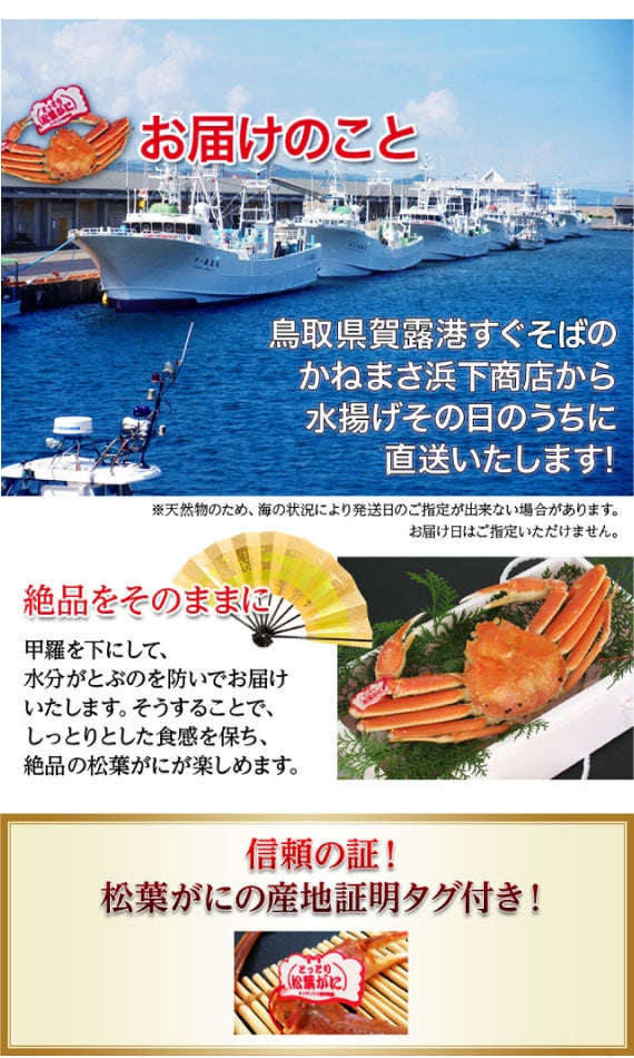 【先行ご予約販売】【鳥取賀露港直送】 松葉がに(大中・ボイル) 600g以上