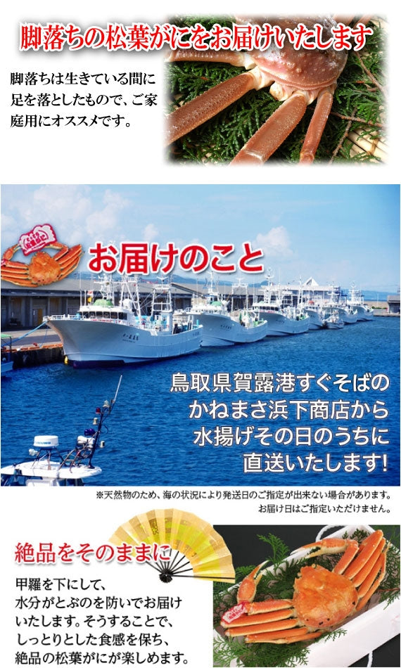 【先行ご予約販売】【鳥取賀露港直送】 松葉がに(オチ特々大・生) 900g以上