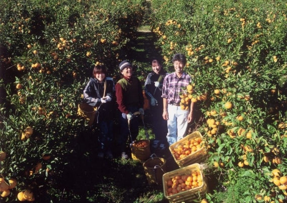 【龍馬感激🄬みかん】【贈答用!】【たっぷり5キロ箱約40~60個入り】(送料無料一部地域を除く)【フルーツ】【冬ギフト】