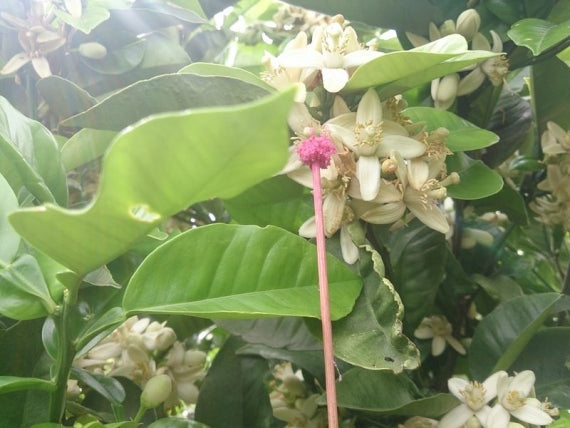 「旬!」★『人気の大玉サイズ』4L又は3L 【わけあり】お味は同じ 【完熟土佐文旦】【10キロ:大箱:14~18個、お徳用】 {送料無料}【数量限定】