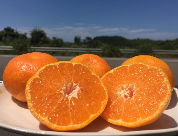 【販売中】■ご家庭用■「愛媛特産」味自慢ハウスみかん5kg(小~大サイズ混ざり)