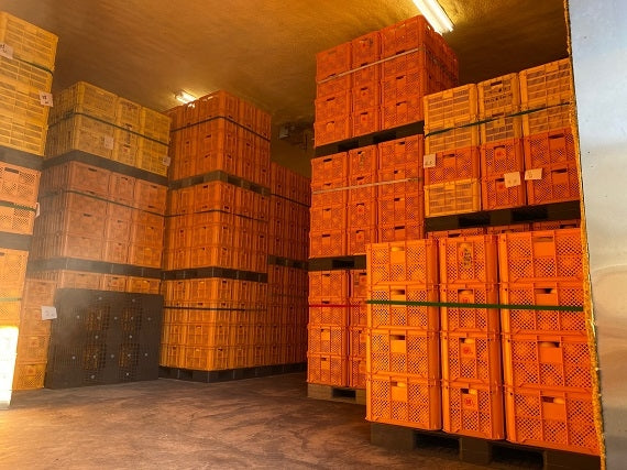 【送料込み】宮の内産 三宮さんのご家庭用大きな土佐文旦10kg(3Lサイズ)