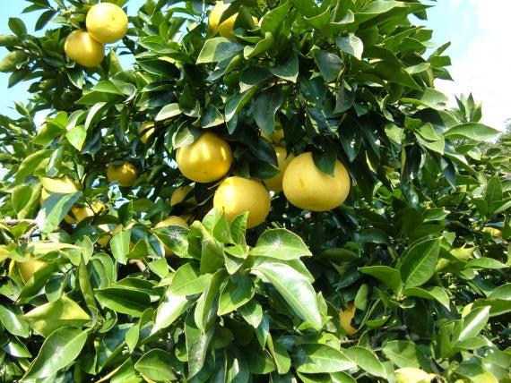 【カスターニャ】安芸津日和 ーじゃぼんチーズケーキー 【スイーツ・洋菓子】