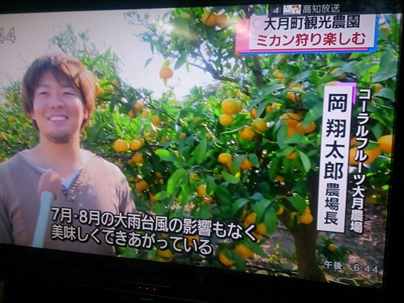 【3キロ箱入り】龍馬感激みかん(お手頃3キロ箱レギュラー)【送料無料一部地域を除く】【フルーツ】