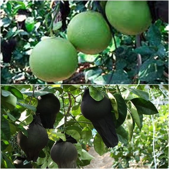 【お試し】大玉【温室育ちの水晶文旦】3Lサイズ2個入り、「送料無料一部地域を除く」