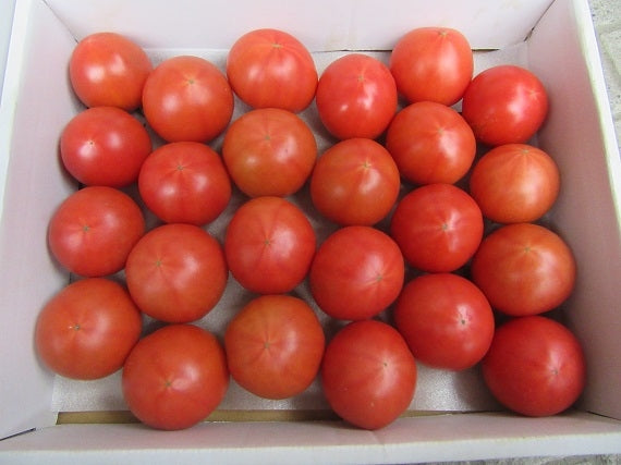 【送料込み】糖度８度以上！久保さんのフルーツトマト１．５ｋｇ