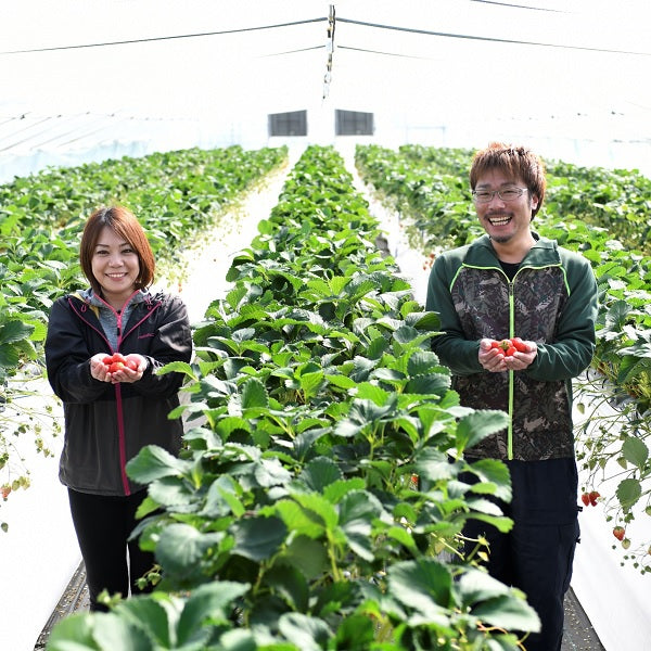 紅い雫 冷凍いちご【1㎏】〈西予市宇和町/さかいさんちの苺〉ハーベスト