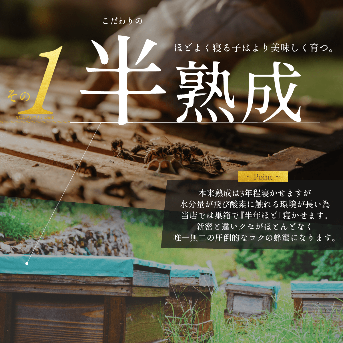 【5個セット】『純粋みかん蜂蜜』愛媛のみかん畑で元気なミツバチたちが集めた純粋みかん蜂蜜【送料無料】【北海道・沖縄別途送料がかかります】