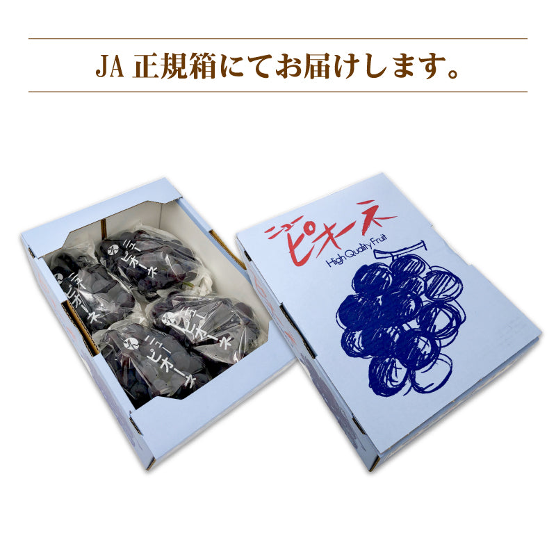 ※今季販売終了※【送料無料】愛媛県産「ニューピオーネ(伊台高原ぶどう)」約2kg〈JA正規箱入〉