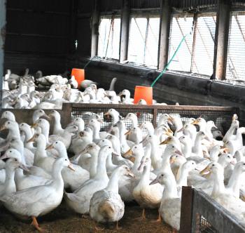 【鍋特集】居酒屋さ蔵ボリューム満点あい鴨鍋