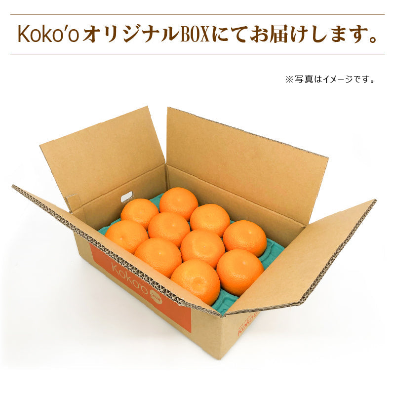 ※今季販売終了※愛媛県産「紅八朔」〈優品・家庭用〉10玉 ※3月中旬頃より順次発送開始予定。
