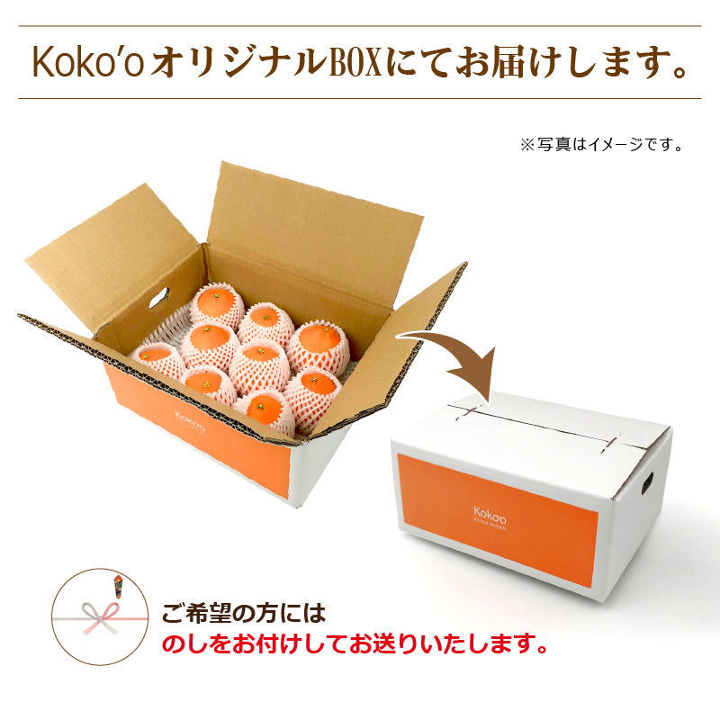 ※今季販売終了※【送料無料】愛媛生まれの新品種!高級柑橘「紅プリンセス」〈家庭用(優品)〉約1.8kg