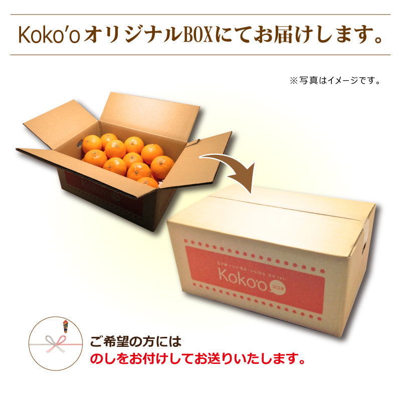 ※今季販売終了※愛媛県産ブラッドオレンジ「タロッコ」〈秀品　約５kg〉【送料無料】