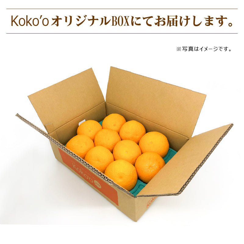 ※今季販売終了※愛媛県産「甘夏」〈優品・家庭用〉10玉