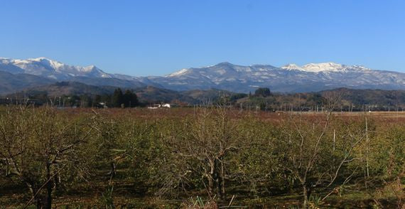 【送料込価格】しのぶの里のリンゴ「シナノゴールド」