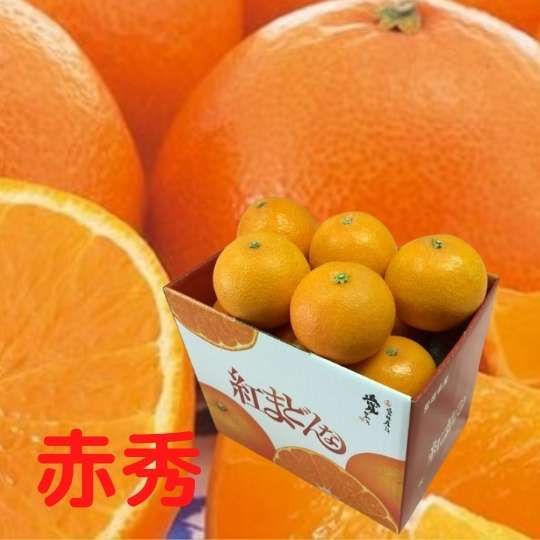 ★発送は12月上旬から★愛媛県産 紅まどんな【赤秀】約1.5kg L~4L(4~8個入り)