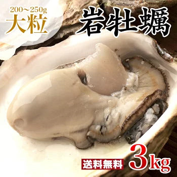 大粒 200～250g 殻付き岩牡蠣(生食用) 3kg