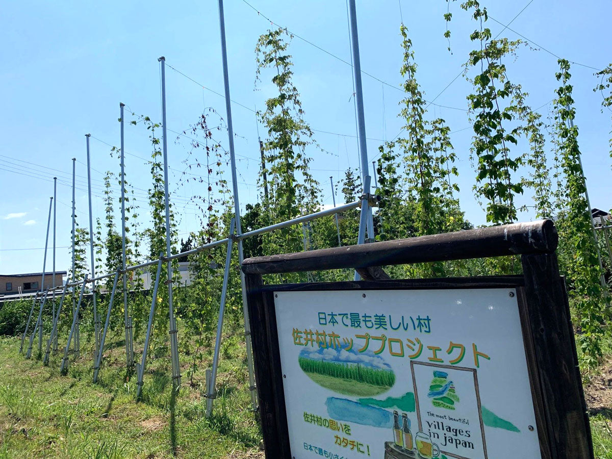 佐井村産ホップ使用「佐井の夕陽エール」6本セット