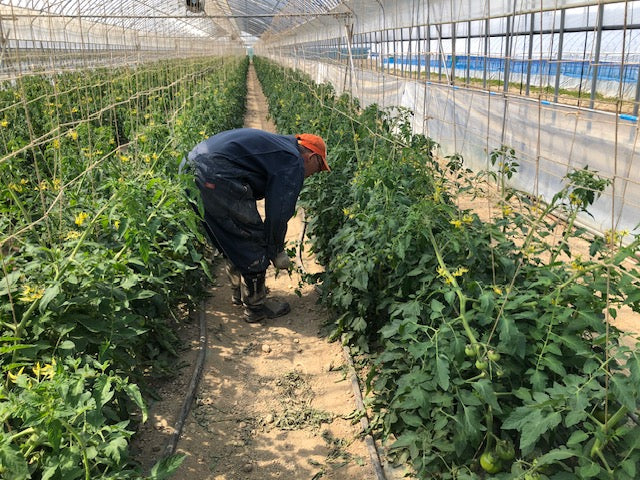 【予約受付中】 高糖度 特選トマト