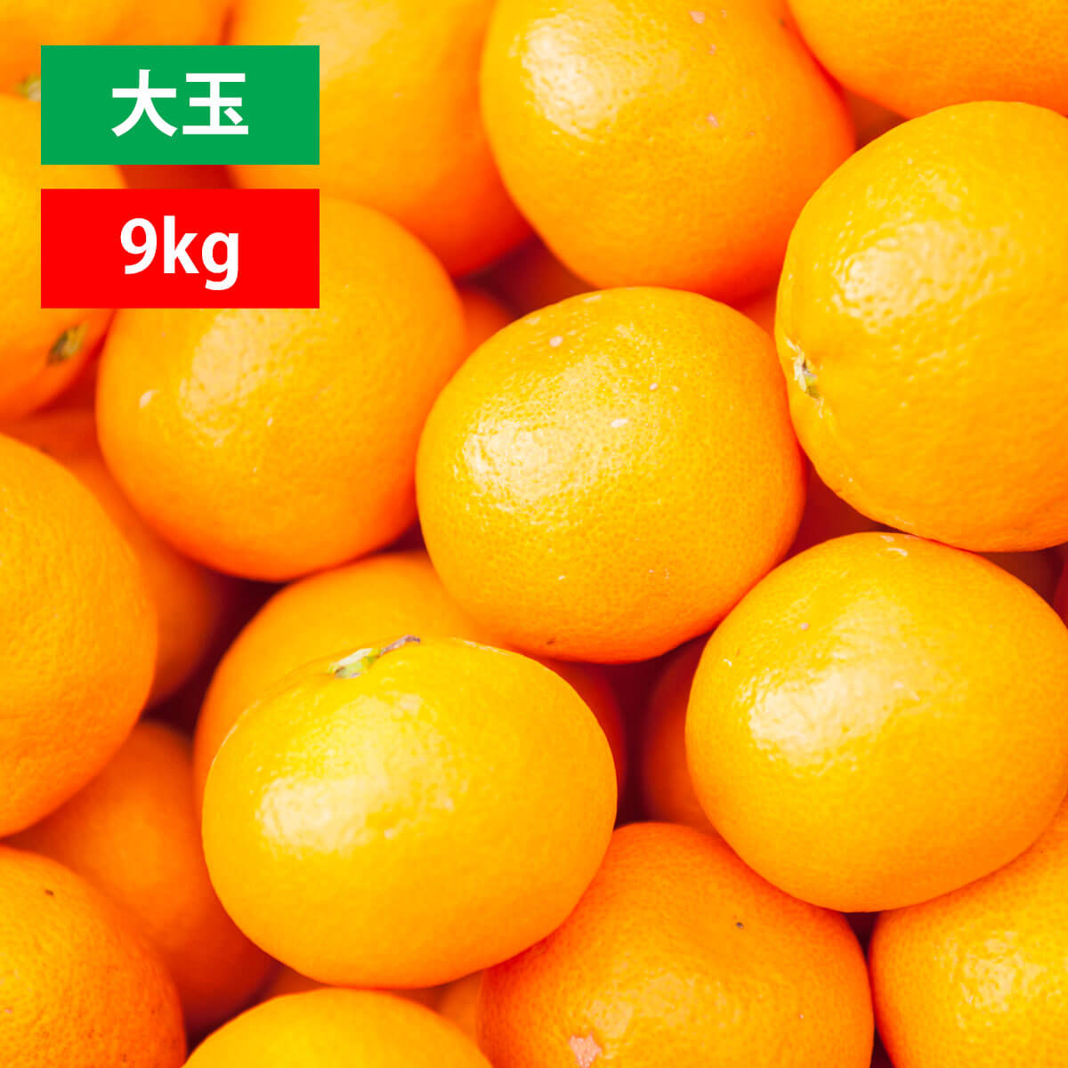 愛媛みかん 訳あり 大玉