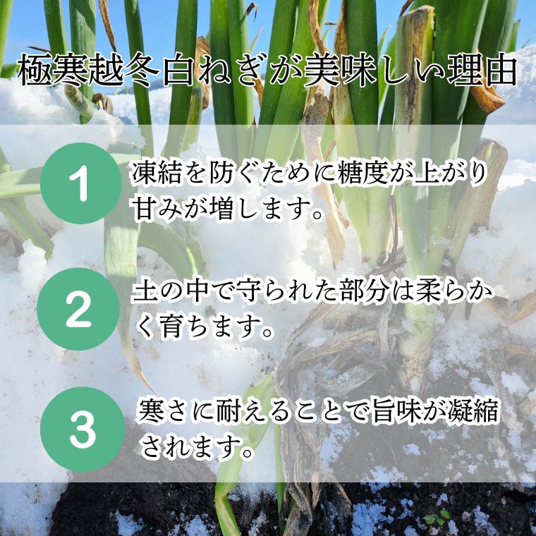 極寒越冬白ねぎ3kg【寒波到来で糖度UP】送料込み 鳥取県八頭町の田中農場