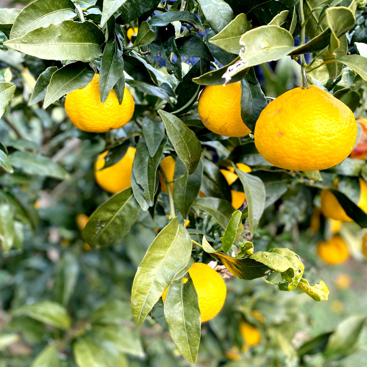 【1月下旬頃より順次出荷予定】愛媛限定栽培 幻のかんきつ 媛小春