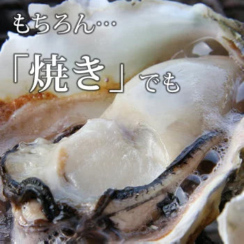 大粒 200～250g 殻付き岩牡蠣(生食用) 3kg