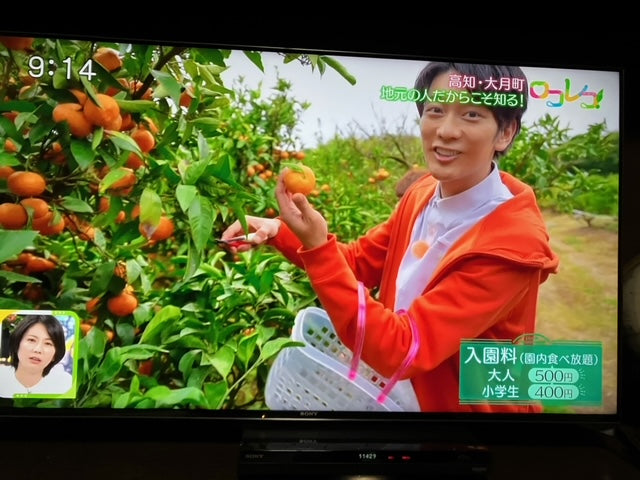 【わけあり家庭用】Lサイズ:龍馬感激みかん(家庭用5キロ) やっぱり冬はミカンだね!:ノーワックス【送料無料一部地域を除く】