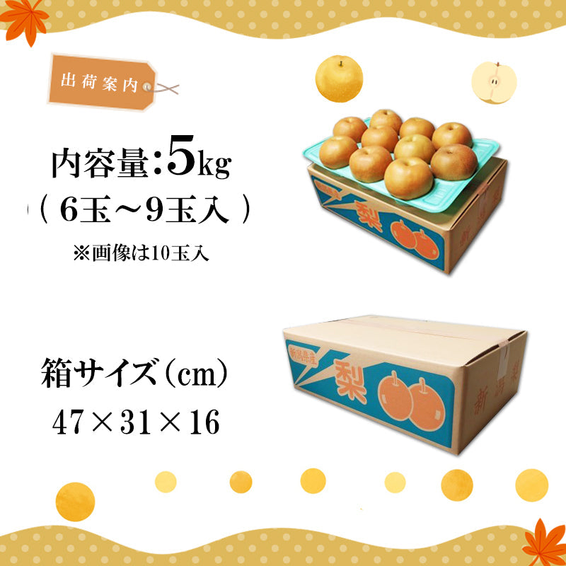 【申込期間は10/20迄】【送料込】梨 新潟市産 新高(にいたか)3㎏~ 白根 大郷の梨 海鮮問屋 見田元七商店