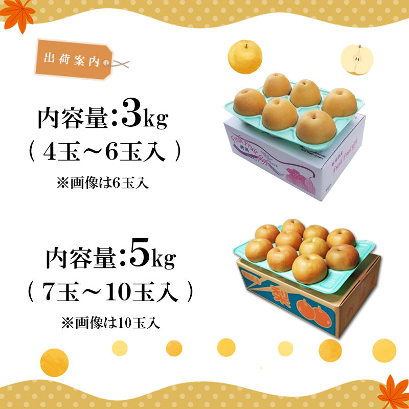 【申込期間:12/15迄】【送料込】新潟市産 梨 新興(しんこう)3㎏~ 秋の味覚 新潟県産 白根 大郷
