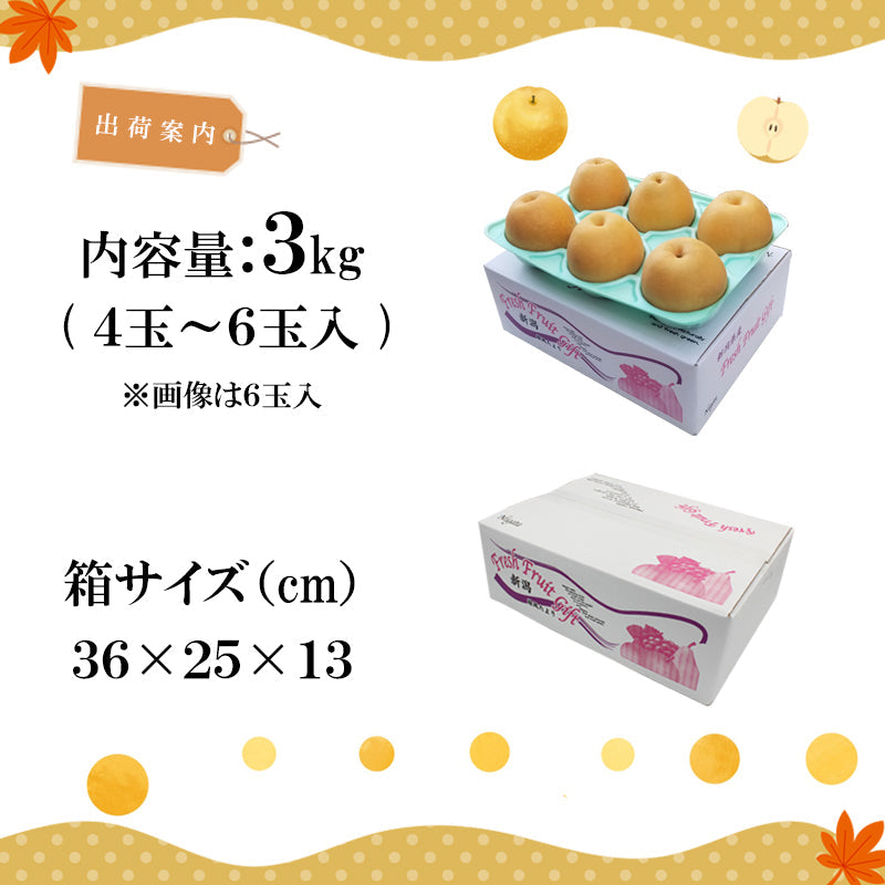 【申込期間:12/15迄】【送料込】新潟市産 梨 新興(しんこう)3㎏~ 秋の味覚 新潟県産 白根 大郷