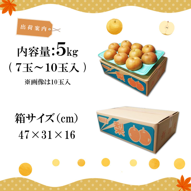 【申込期間:12/15迄】【送料込】新潟市産 梨 新興(しんこう)3㎏~ 秋の味覚 新潟県産 白根 大郷