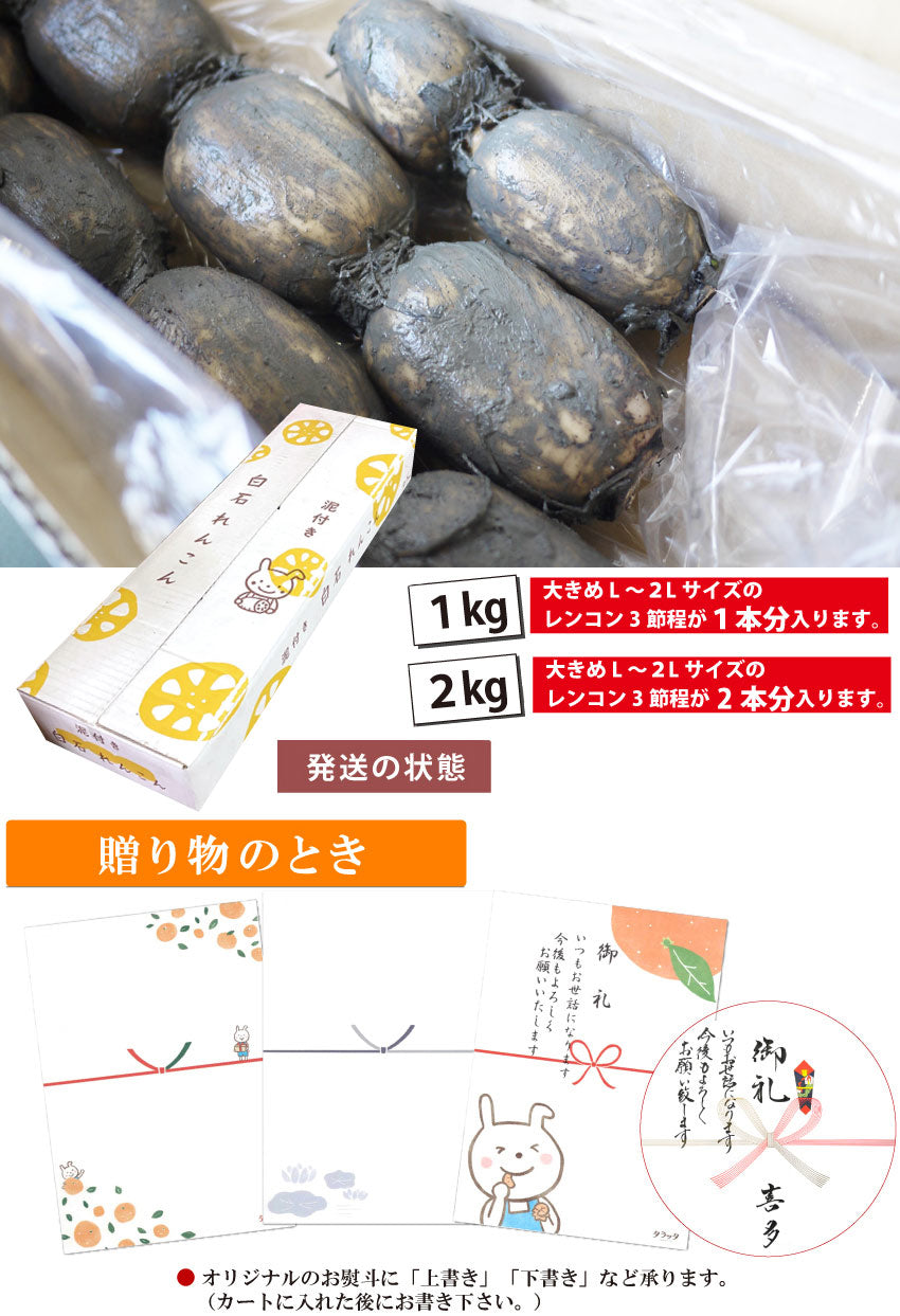 【朝採れ!!ホクホク】泥付き★白石れんこん★(佐賀県白石町産)