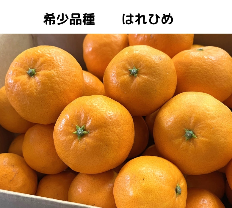 「はれひめマーマレード」コクと旨みがギュッ! 愛媛の希少かんきつ「はれひめ」を使ったマーマレード【数量限定】