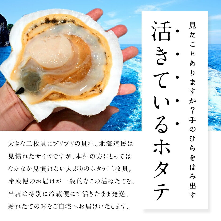 北海道 宗谷・稚内産 活ホタテ 10枚【送料無料】