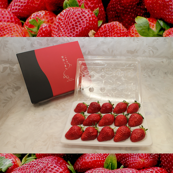 【水素水で育てた広島産いちご】春の安芸こまち / 12~18個入(400g相当)