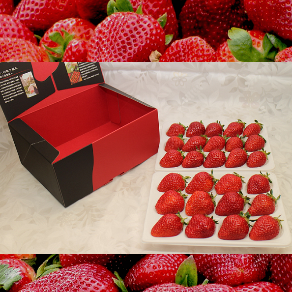 【水素水で育てた広島産いちご】春の安芸こまち 春の安芸こまち 2段セット / 1段あたり 12~18個入(400g相当)