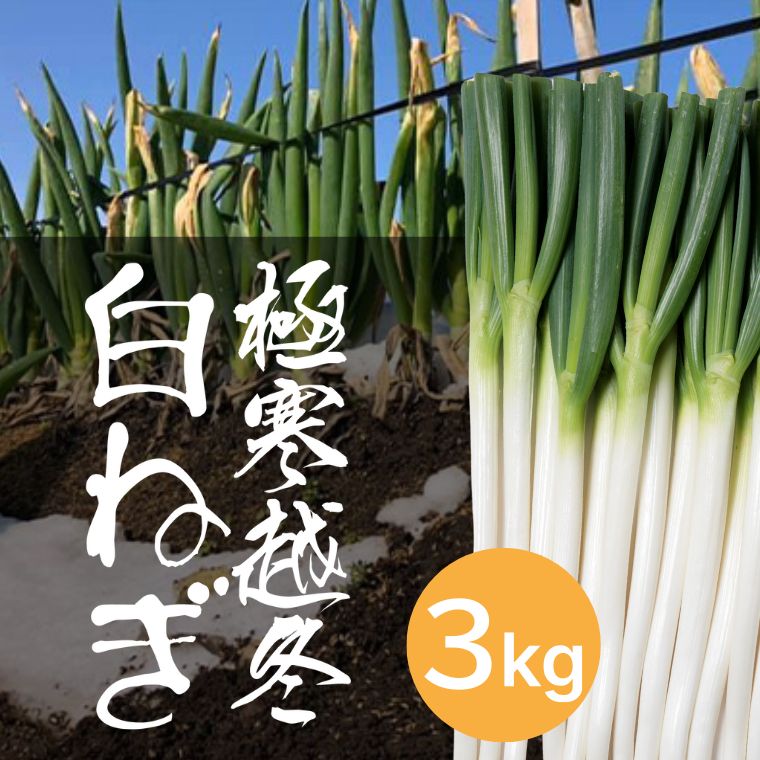 極寒越冬白ねぎ3kg【寒波到来で糖度UP】送料込み 鳥取県八頭町の田中農場