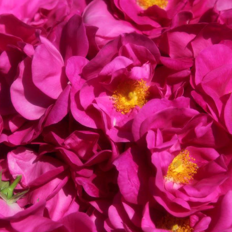 【web限定＆送料無料】秋田薔薇園産ガリカ薔薇ジャム3個セット（ギフトボックス入り）