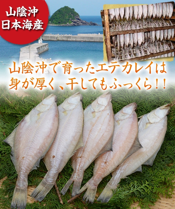 【日本海の恵みを山陰から】【送料無料】新鮮・豪華！えてかれい・ひもの　５尾セット