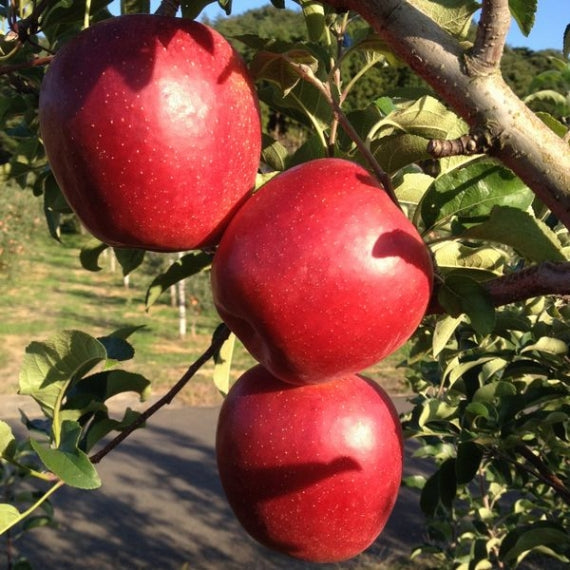 真っ赤な新品種リンゴ　シナノスイート　【送料込み価格】