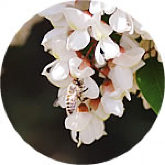 【自家採取】アカシア蜂蜜(160g)